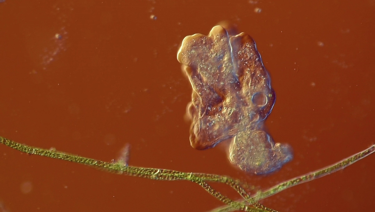 Amoeba