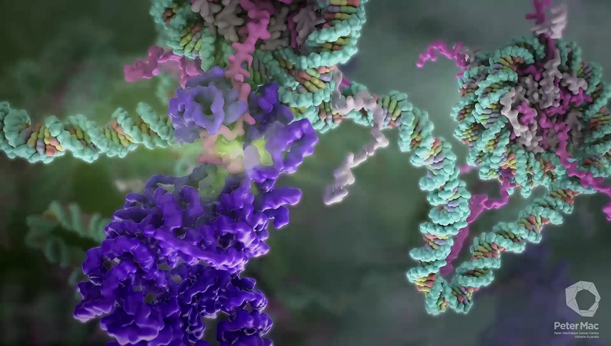 DNA Damage and Repair