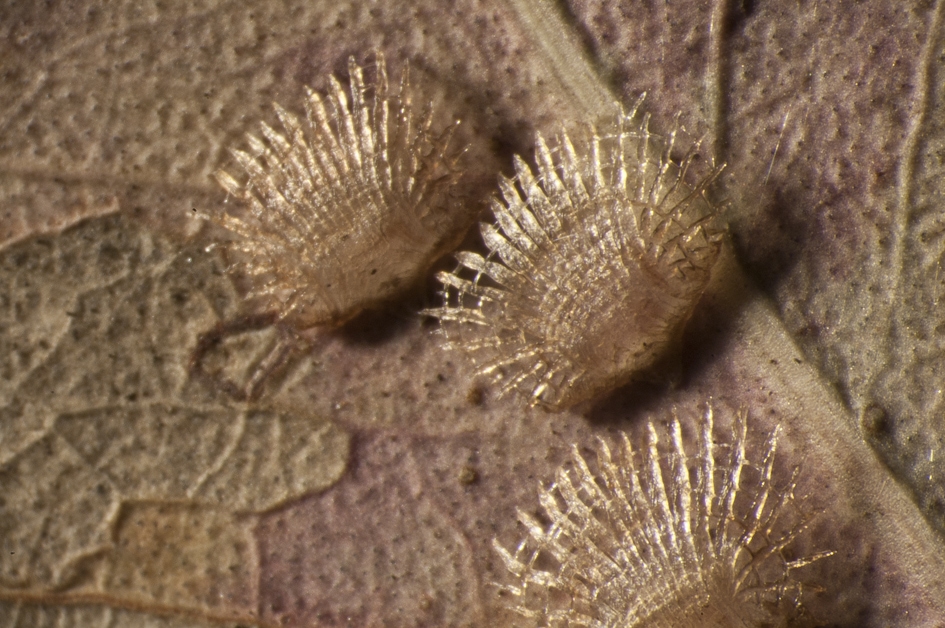 Photomacrography and image stacking techniques