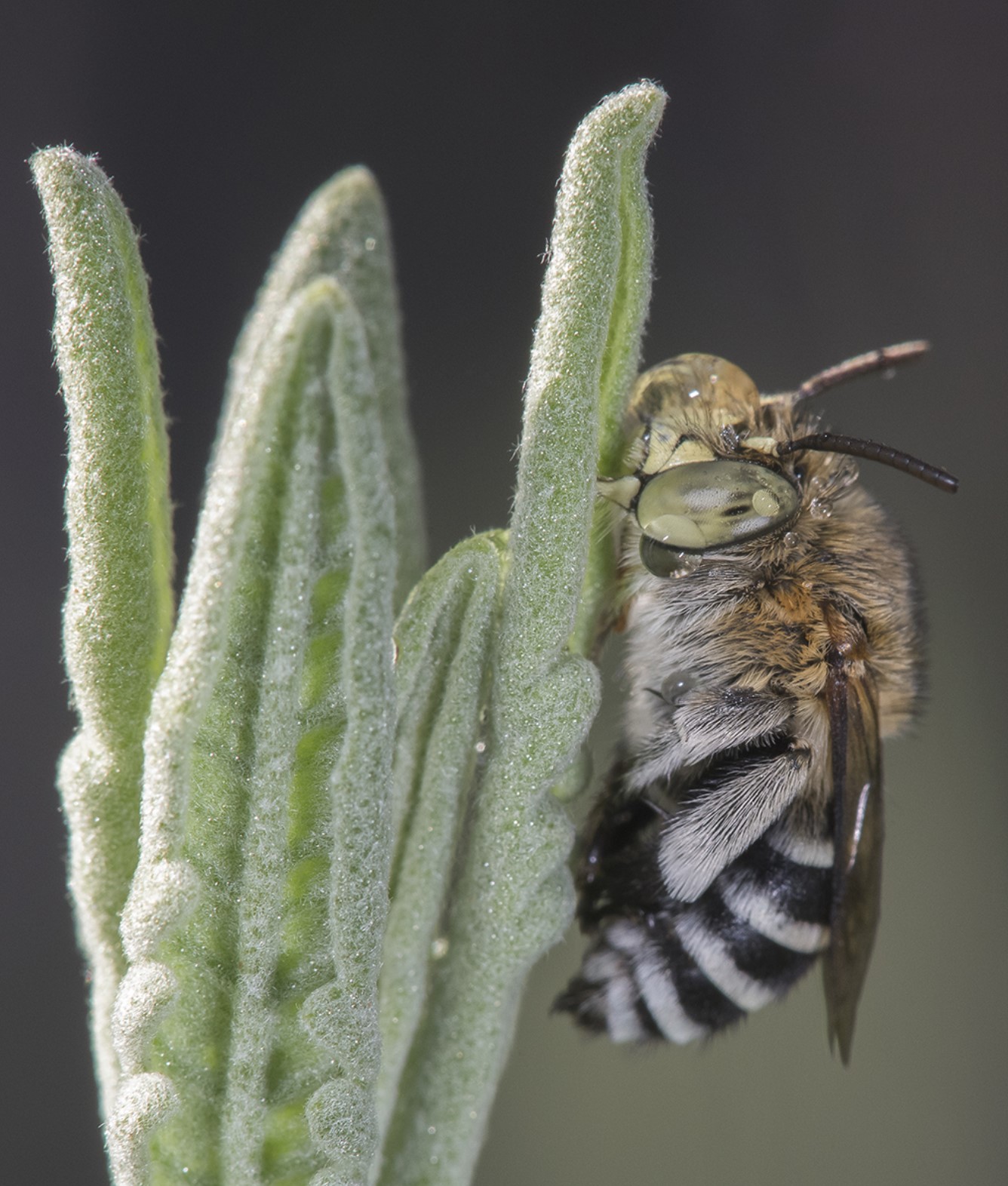 DaniellEdwards_Amegilla_cingulata_Blue_banded_bee.jpg