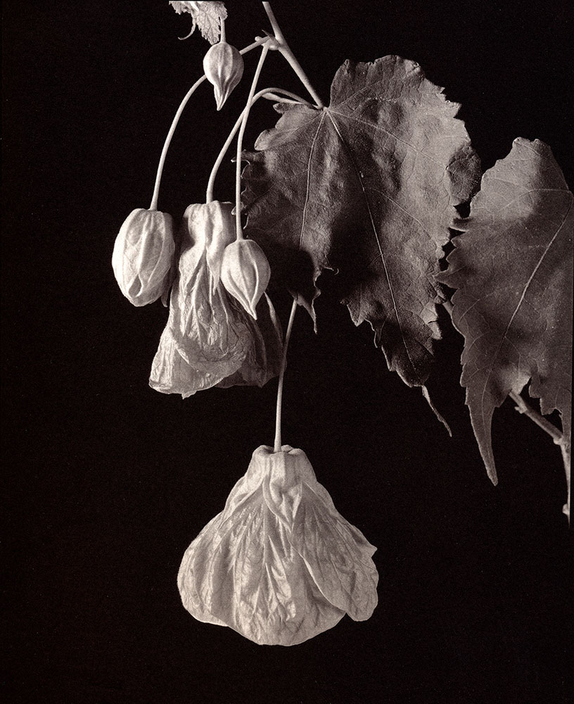 Chinese Lantern salt print © Ellie Young