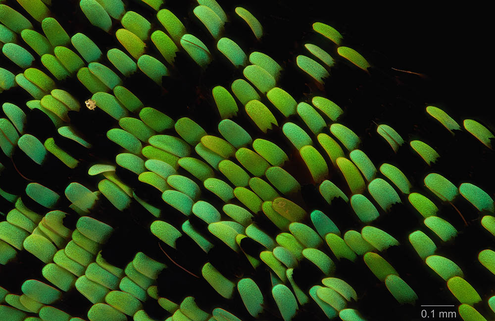 &copy Geoff_Thompson, Dorsal view of scales on the forewing, of a male Richmond Birdwing Butterfly, Ornithoptera richmondia