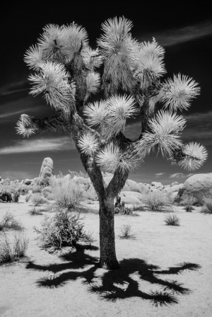 Joshua Tree photographed with infrared. My work using infrared in medicine informed my work in landscape. © Gigi Williams Joshua Tree photographed with infrared. My work using infrared in medicine informed my work in landscape. © Gigi Williams