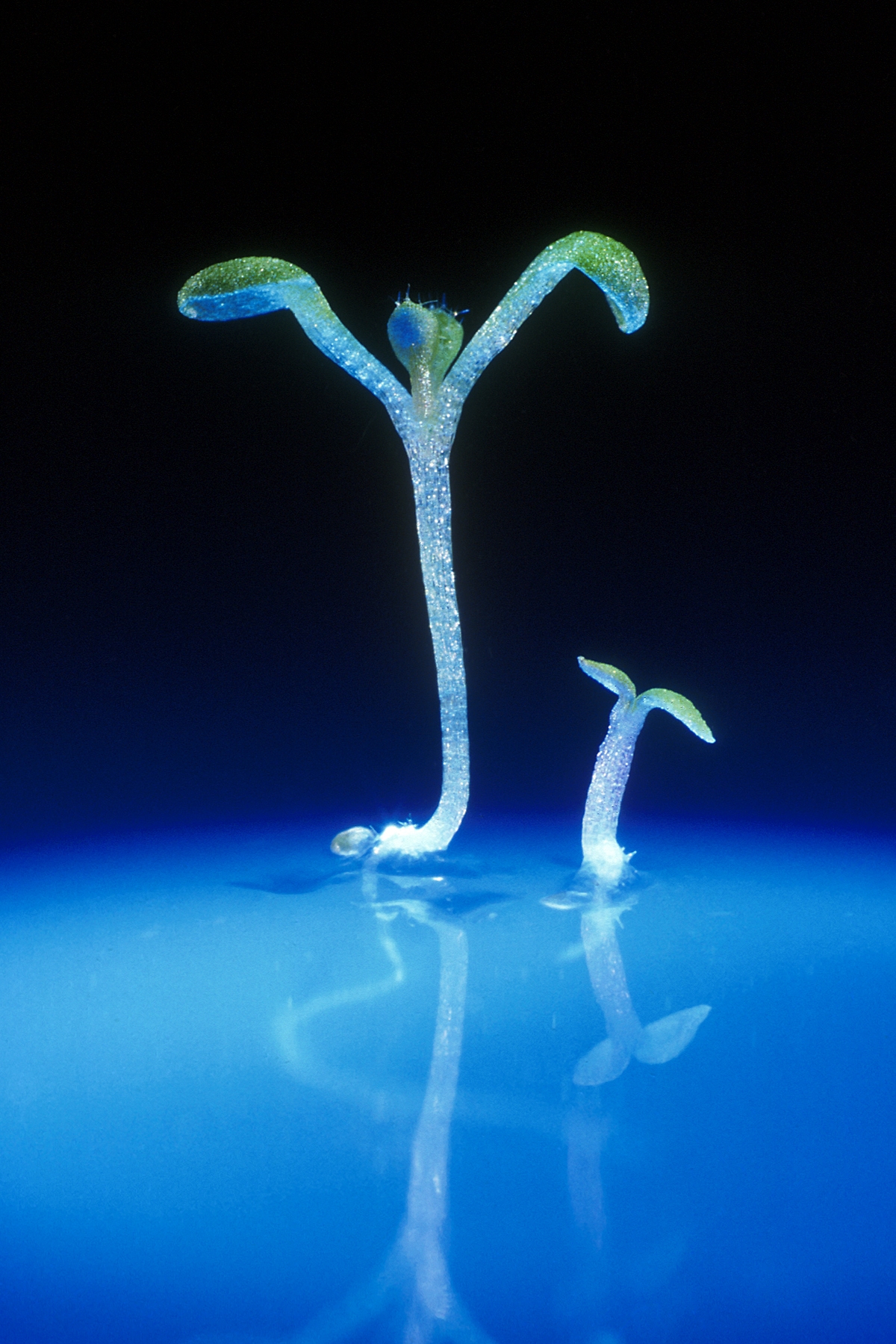 HaydenArabidopsis.jpg