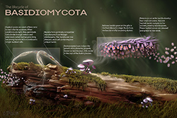 Lifecycle-of-Basidiomycota.jpg