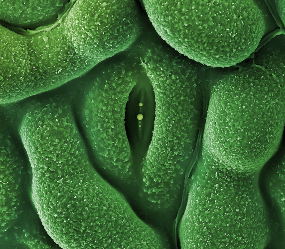 Linnea_Rundgren_Stomata_project_c_Linear_Imaging01.jpg