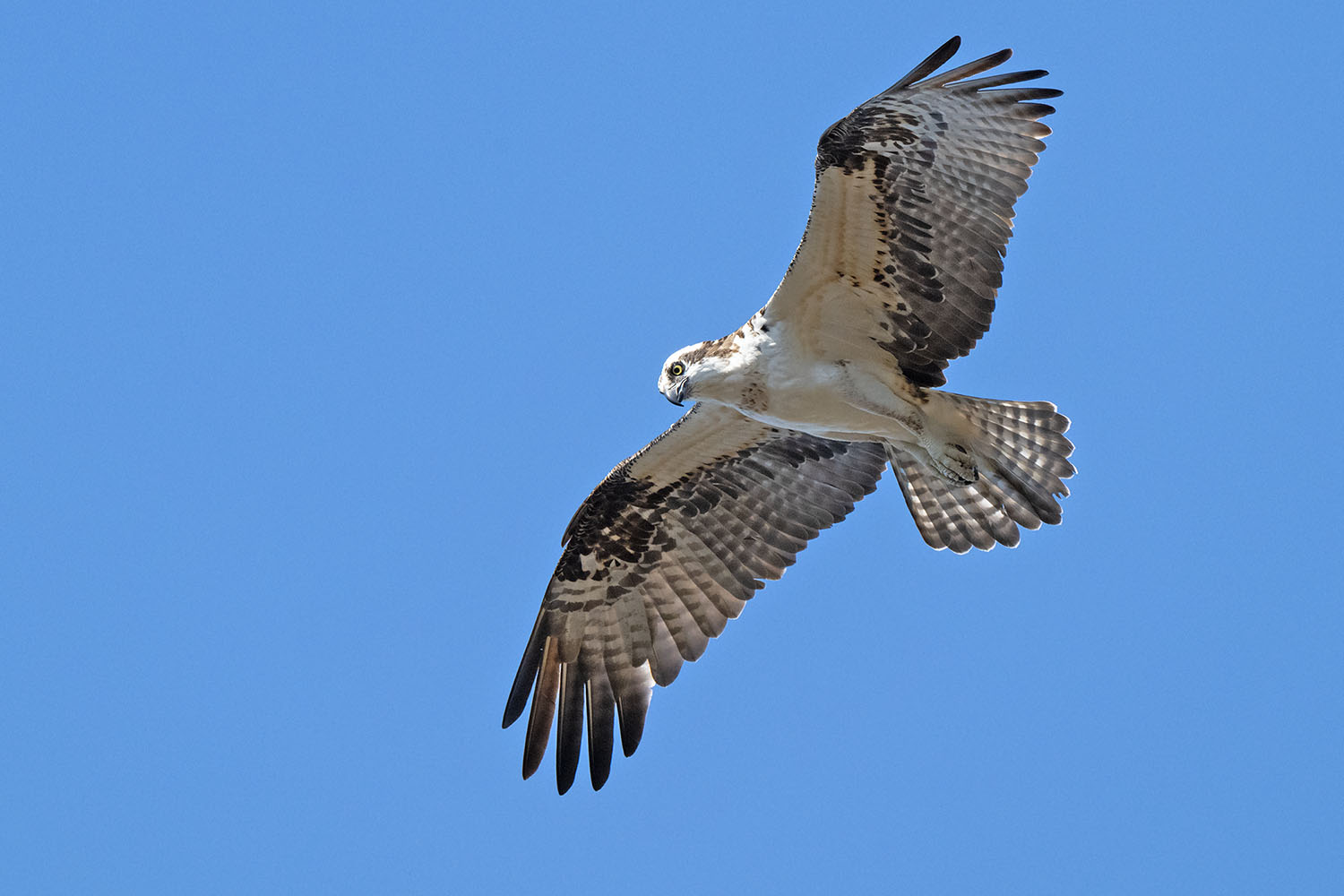 Osprey © Bob Turner