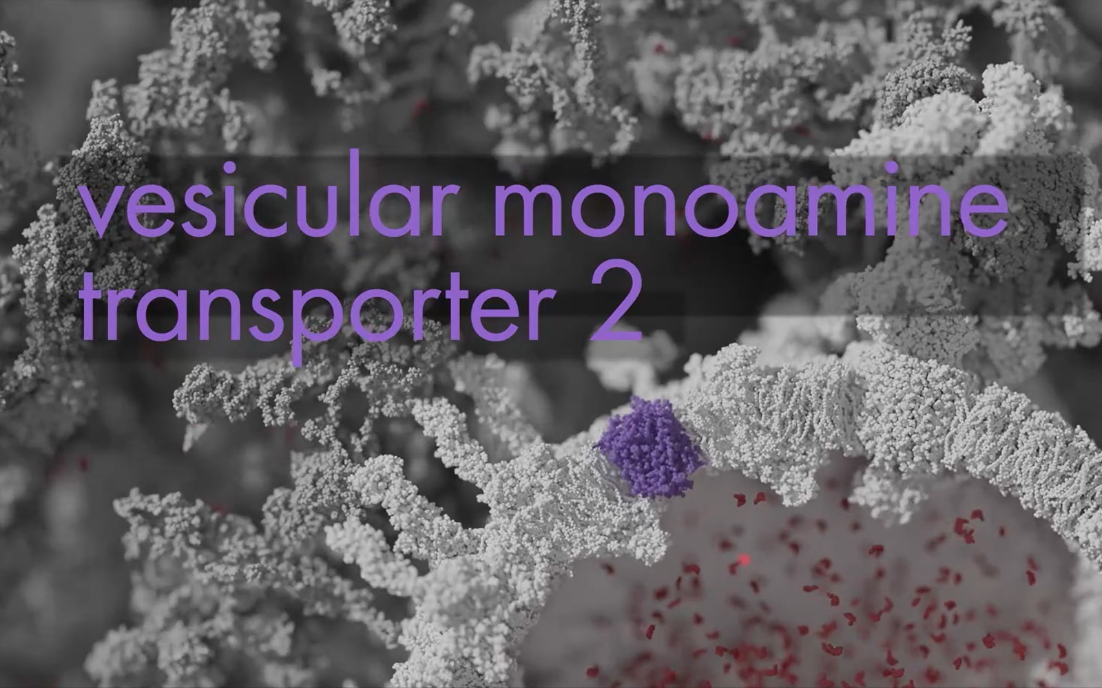 Insights into Vesicular Monoamine Transporter 2