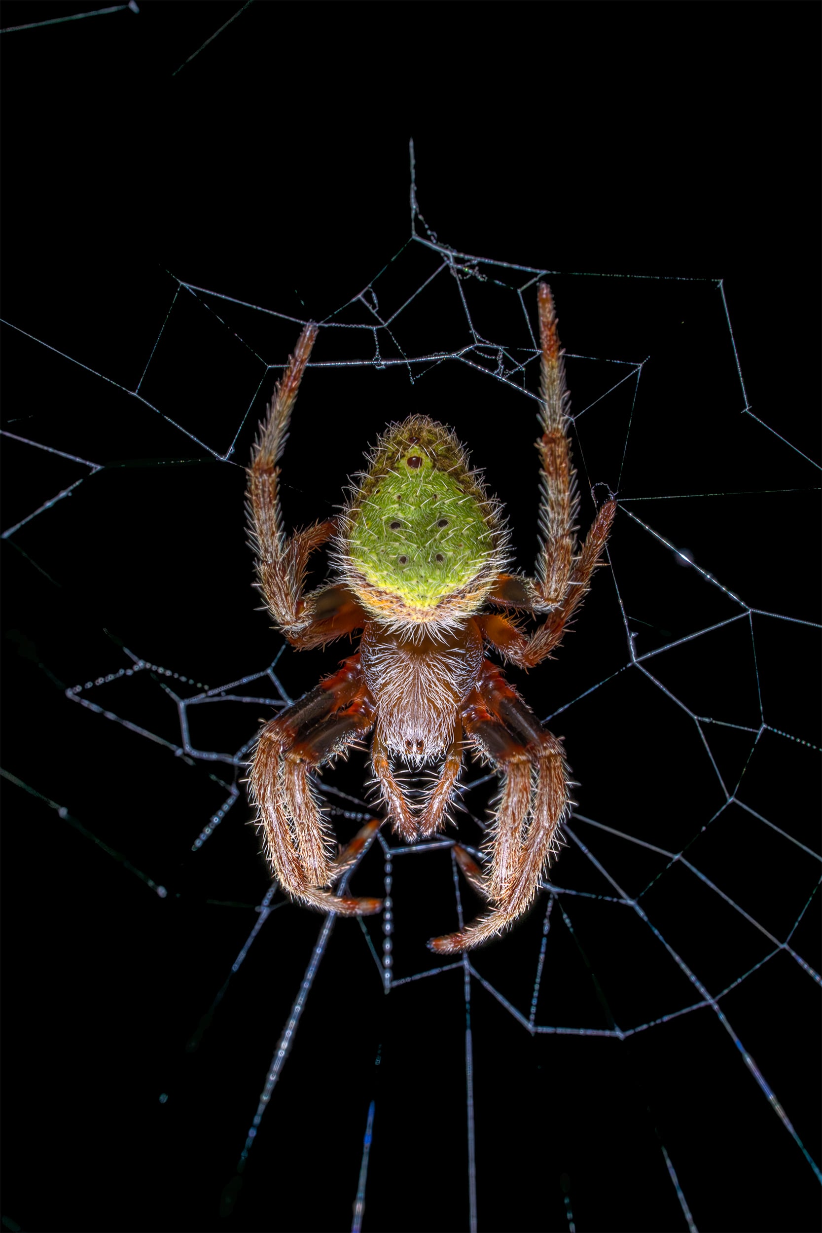 Tropical Orb Weaver