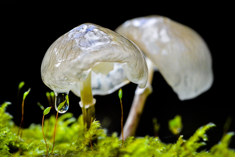 Porcelain Fungus