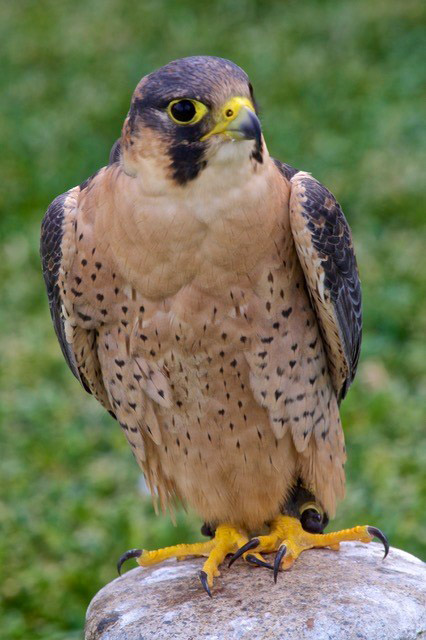 Falcon © Andy Gero