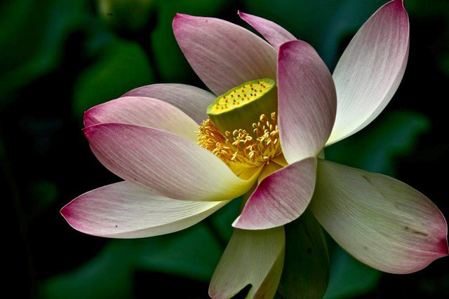 Lotus blossom © Andy Gero