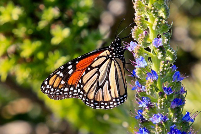 Monarch butterfly © Andy Gero