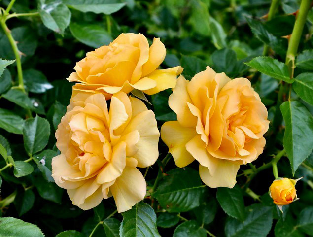 Yellow roses © Andy Gero
