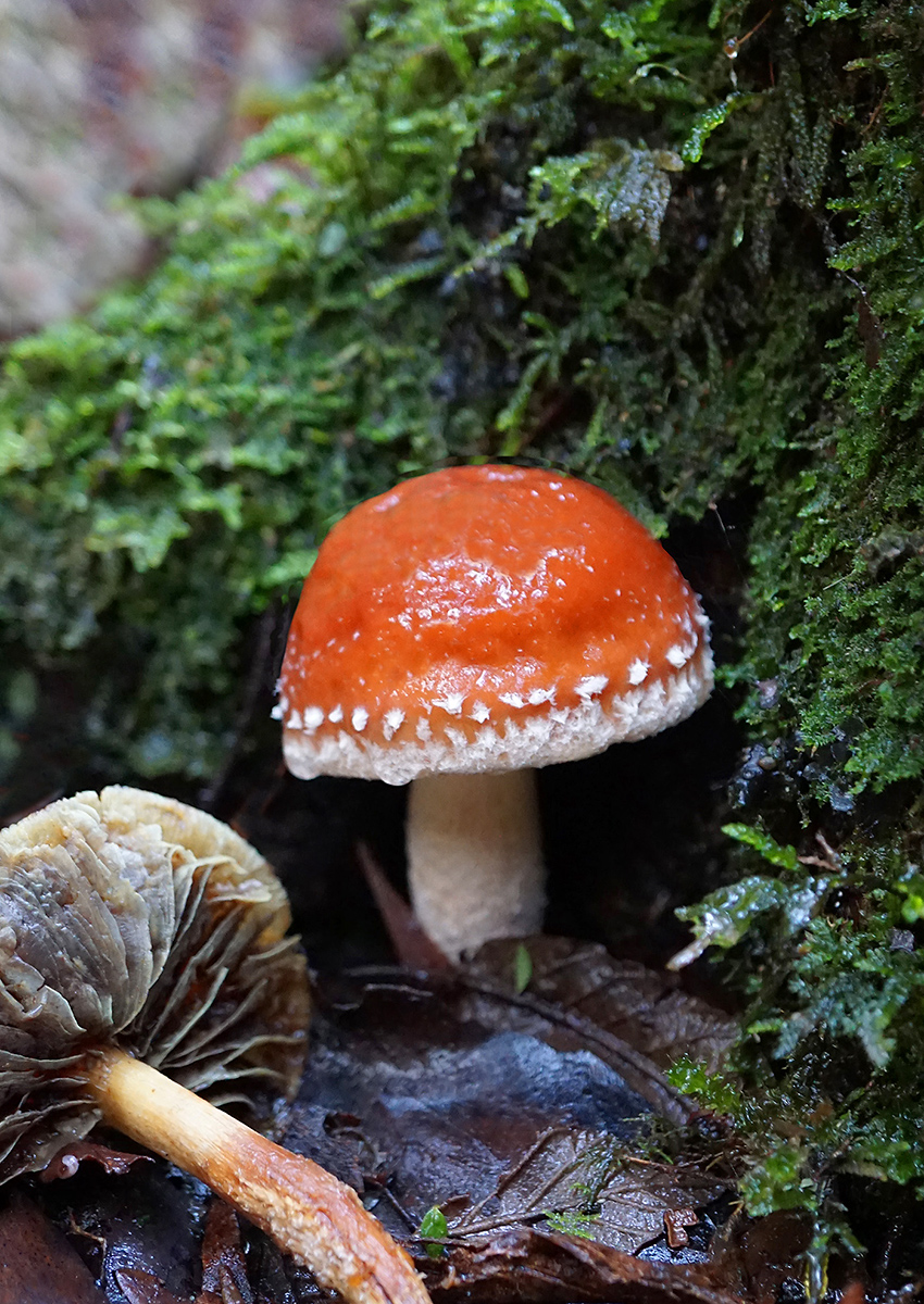 &copy; Julie Murray amanita muscaria