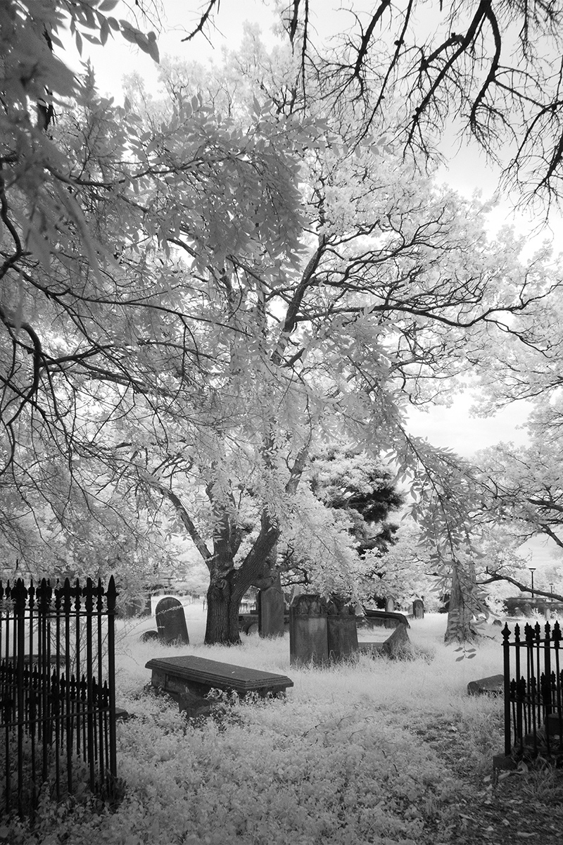 &copy; Julie Murray infrared