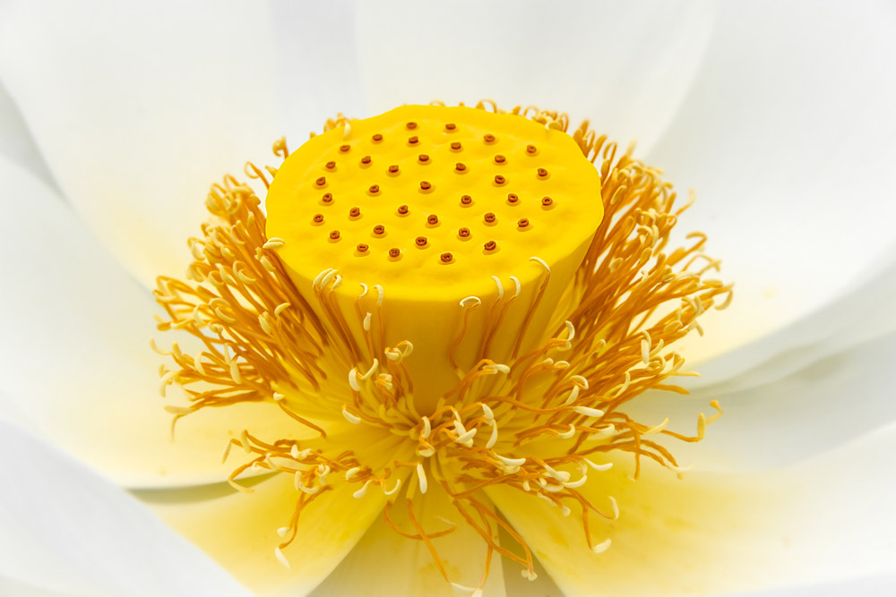 The Golden Lotus at the moment of fertilization – winning entry of the International Garden Photographer of the Year competition in 2020.