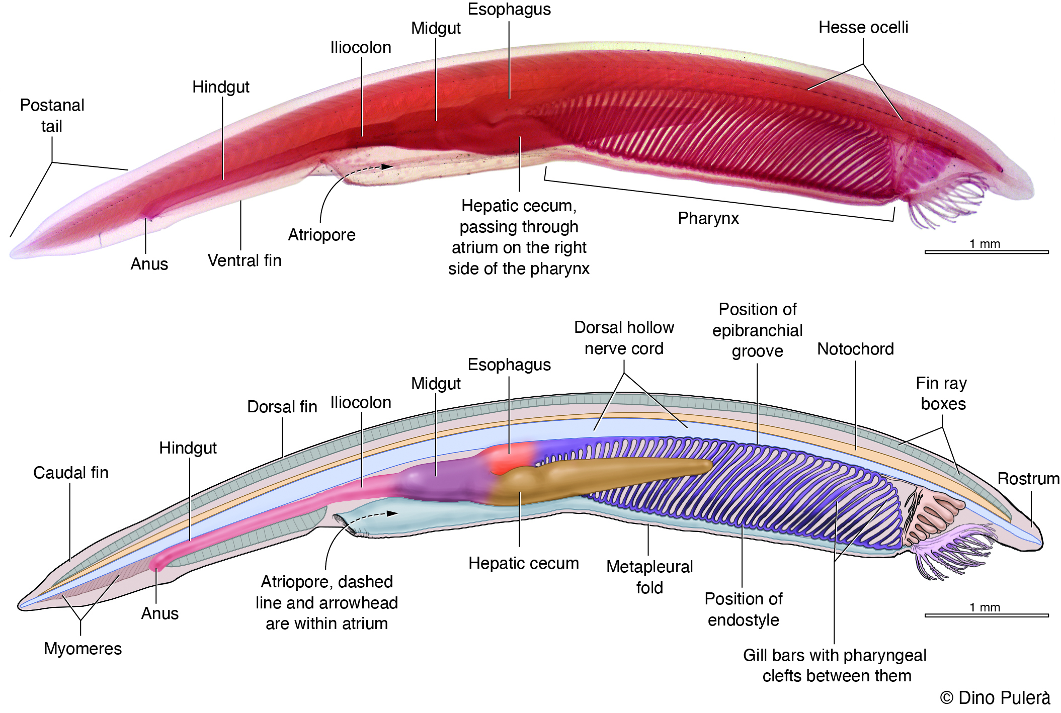 Anatomy of Amphioxus